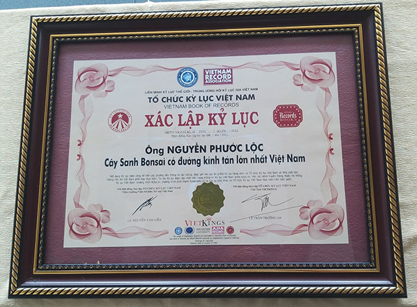 World Record Union - Central Vietnam Record House Association set the record "Bonsai tree with the largest canopy diameter in Vietnam" in 2021.